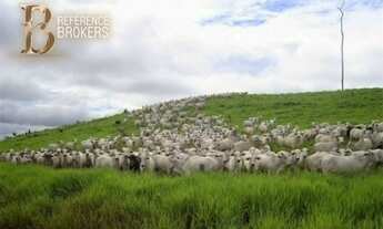 Imagem 3: Excelente fazenda pecuária com 149 mil hectares em Rondolândia MT