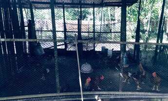 Imagem 6: Vendo sítio Benevides