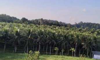 Imagem 2: Fazenda entre KM 50 e 60 da BR174. 10.360.000m2. Benfeitorias + AREAL 250.000m2 LICENCIADO