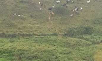 Imagem 4: Propriedade com 88 hectares em Tamandaré PE