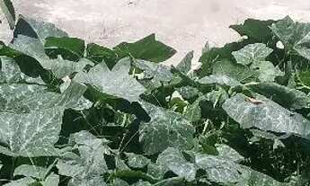 Imagem 4: Vendo casa térrea, bem localizada, financio direto comigo, com entrada de 200 mil