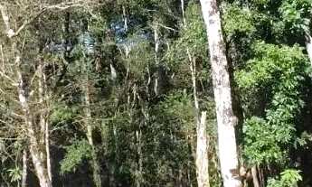 Imagem: Terreno para Venda em Nova Petrópolis