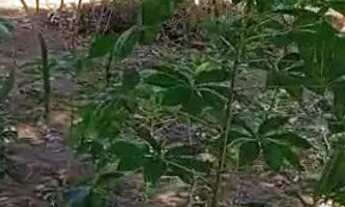 Imagem 4: Vende-se terreno em nobres. Ótimo preço