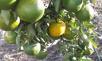 Imagem 4: Lindo lote em Brumadinho