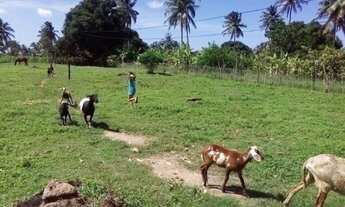 Imagem 5: VENDO ILHA EM PIAÇABUÇU