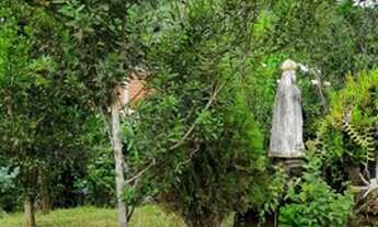 Imagem 4: Excelente Oportunidade em Venda Nova do Imigrante-ES