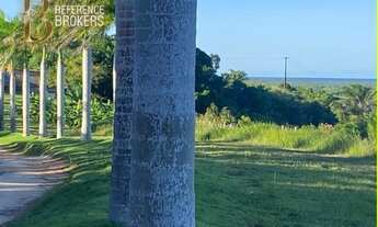 Imagem 5: Fazenda de Cacau e Coco CANAVIEIRAS - BA