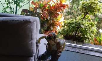 Imagem: Sobrado à venda, Quarta Parada, São Paulo