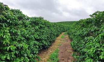 Imagem 7: Fazenda em são gonsalo do sapucai 111 hec 10.200.000.00 ( elice
