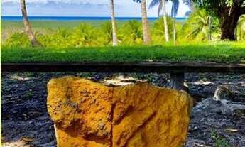 Imagem 4: Fazenda de Cacau e Coco CANAVIEIRAS - BA