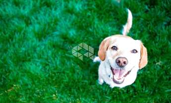 Imagem 4: CAPãO DA CANOA - Apartamento Padrão - Navegantes