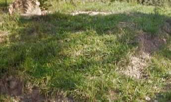 Imagem: Lote com linda área verde nos fundos em