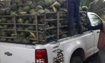 Imagem 6: Propriedade com 88 hectares em Tamandaré PE