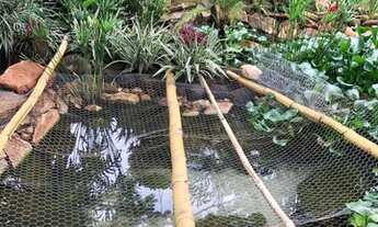 Imagem 4: Sítio de 6 Alqueires Região de Capetinga-MG