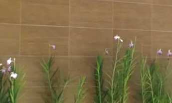 Imagem: Apartamento Mobiliado - Village Santana