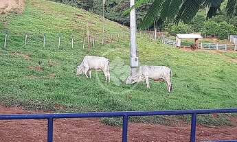 Imagem 7: REF: Office2401 Fazenda Cubatão com 8,5 Alqueires, Faina-GO codigo: 58774