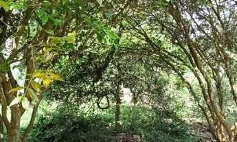 Imagem 7: Chácara 5.035m² Pós Balsa Riacho Grande