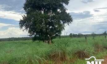 Imagem 5: Fazenda a 150 km Palmas. . 380 Alq. (1.839 Há). Vale do Araguaia