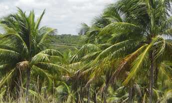 Imagem 2: Fazenda na Linha verde com 287 hectares - Entre Rios - BA