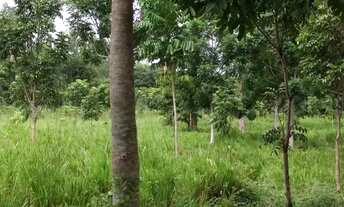 Imagem 4: Fazenda na região de Acorizal - Comunidade Carumbé