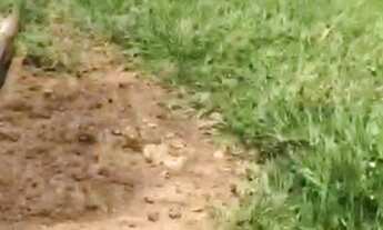 Imagem 4: FAZENDA EXTRA - MUNICÍPIO DE VARJÃO ! 10 ALQUEIRES !