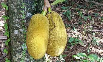 Imagem 7: Vende-se duas chácaras em Rolândia PR