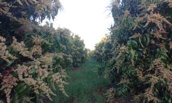 Imagem: Venda de lote agrícola telefone