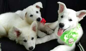 Imagem 7: Vendo filhotes de pastor suíço branco original puro