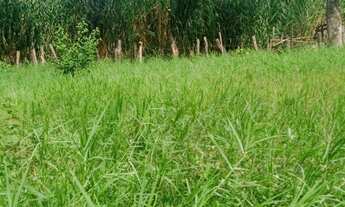 Imagem 3: Chácara a 15 KM de Brazlândia - DF na Pedra Preta Goiás