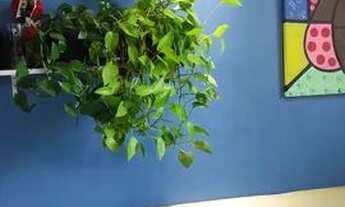 Imagem 5: Apartamento Condomínio Sol Poente-3 quartos _ Augusto Montenegro- Parque Verde - Belém - P