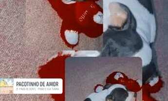 Imagem 2: Preciso de Casa Ou Kitnet Para Casal Que Aceita Pet..