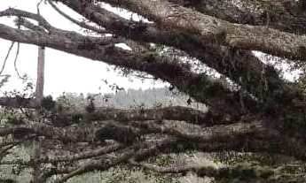 Imagem 5: Sítio à venda, Itapuã - Viamão/RS