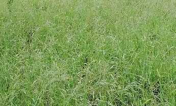 Imagem 7: Linda propriedade rural com uma belíssma casa de 3/4, sendo 2 c/suite e curral completo