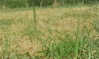 Imagem 7: Terreno em sítio novo mateus leme