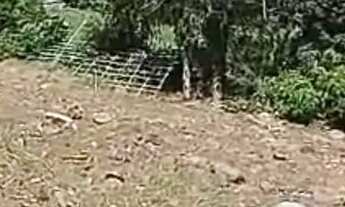 Imagem 5: Vendo Sítio/Chácara em Santo Antônio da Patrulha