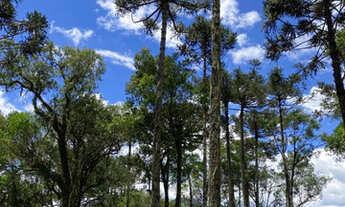 Imagem 2: Sitio em Urubici/chácara em Urubici