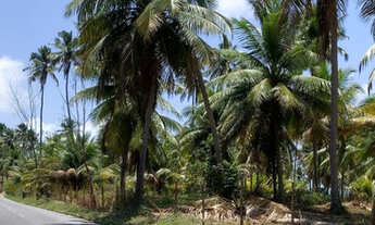 Imagem 6: VENDO LOTES A BEIRA MAR, EM ALAGOAS, JAPARATINGA