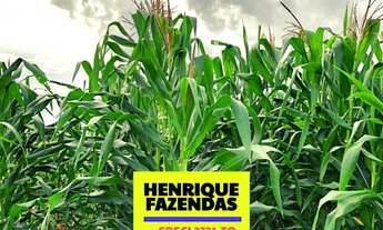 Imagem 2: Fazenda 45 km de Palmas lavoura e pecuária