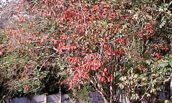 Imagem 7: Chácara Grande 15 Minutos de Suzano com 2 Casas Murada Escritura