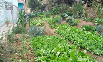 Imagem 6: área - Guedes - Jaguariúna