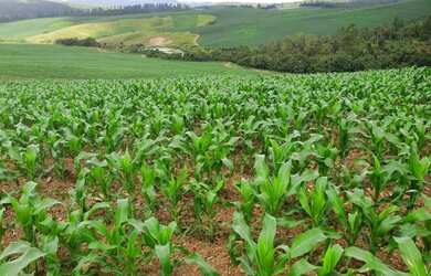 Imagem 8: Fazenda em andradas m.g 396 hectares 17.000.000.00 ( dim