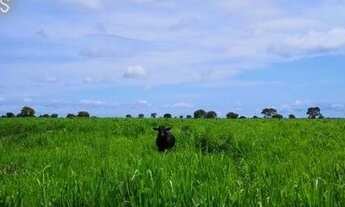 Imagem 2: Oportunidade de investimento fazenda em MT