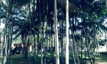 Imagem 2: Vendo sítio Benevides