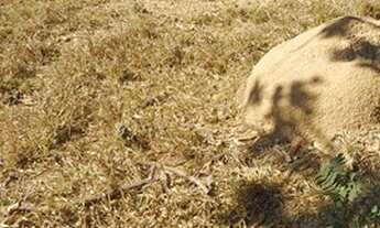 Imagem 2: 3 ?reas de 20.700 mil m2, belo local e ?timo acesso, c/ agua