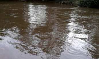 Imagem 3: FAZENDA DE 800 TAREFAS 248 HECTARES