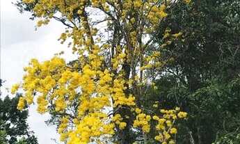 Imagem 6: Fazenda entre KM 50 e 60 da BR174. 10.360.000m2. Benfeitorias + AREAL 250.000m2 LICENCIADO