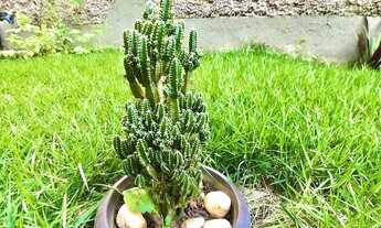 Imagem 5: Casa à venda, 3 quartos, 1 suíte, 6 vagas, Glalijá - Belo Horizonte/MG