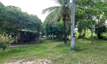 Imagem 7: Fazenda com 240 hectares em Alto Alegre / Roraima, região da Sumaúma, contendo 180 hectare