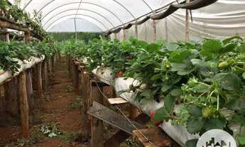 Imagem 12: Terreno à venda, Distrito de São João - Cascavel/Pr