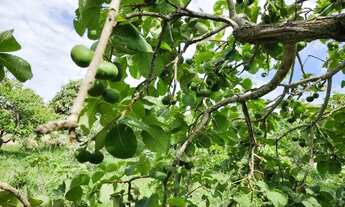 Imagem: Duas chácaras juntas em aragoiânia